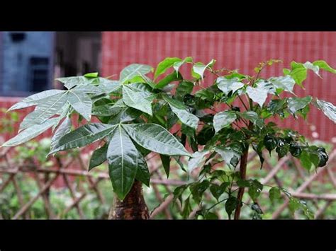 門口放竹子|招好運門口植物